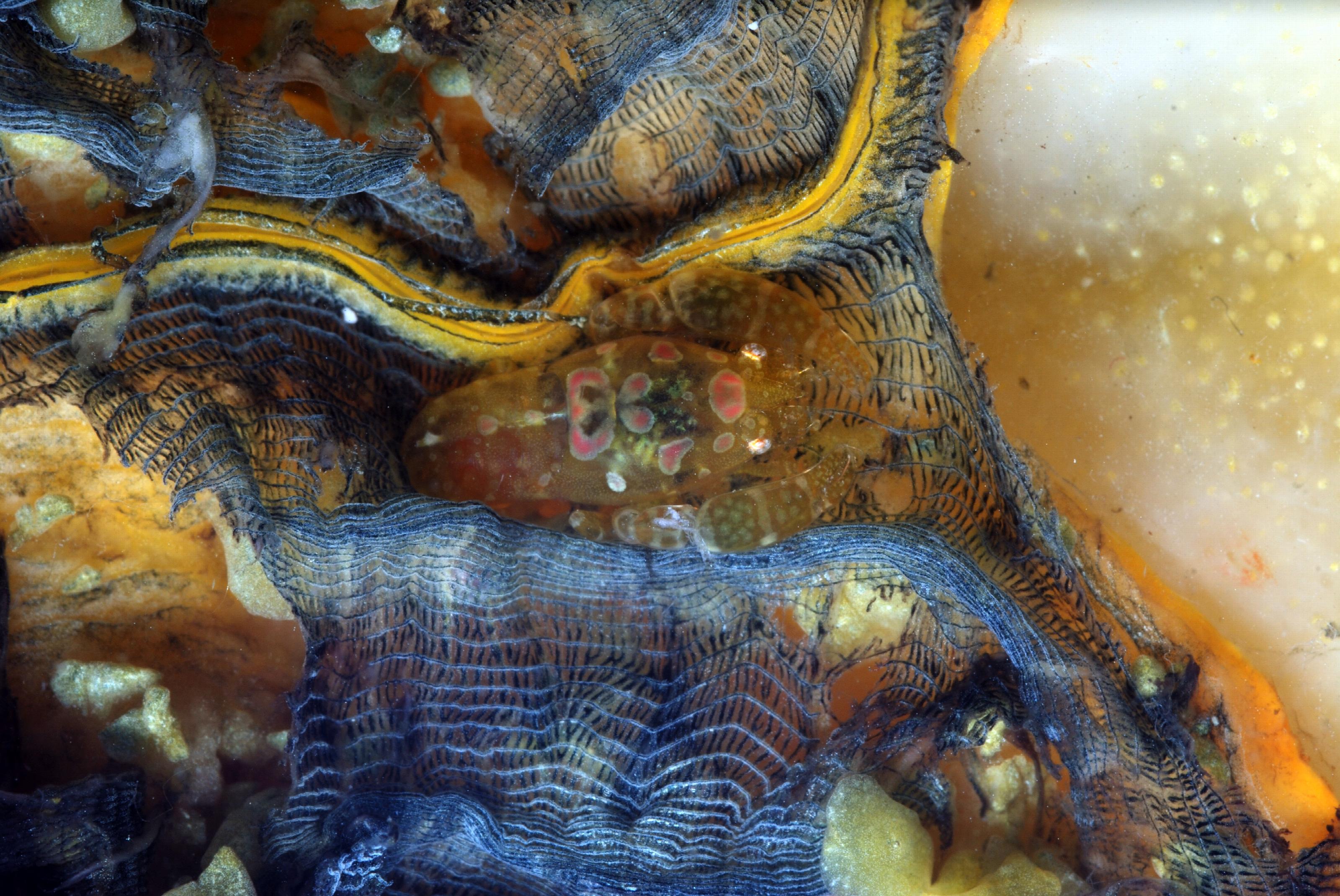 Odontia katoi, een verwante garnaal.