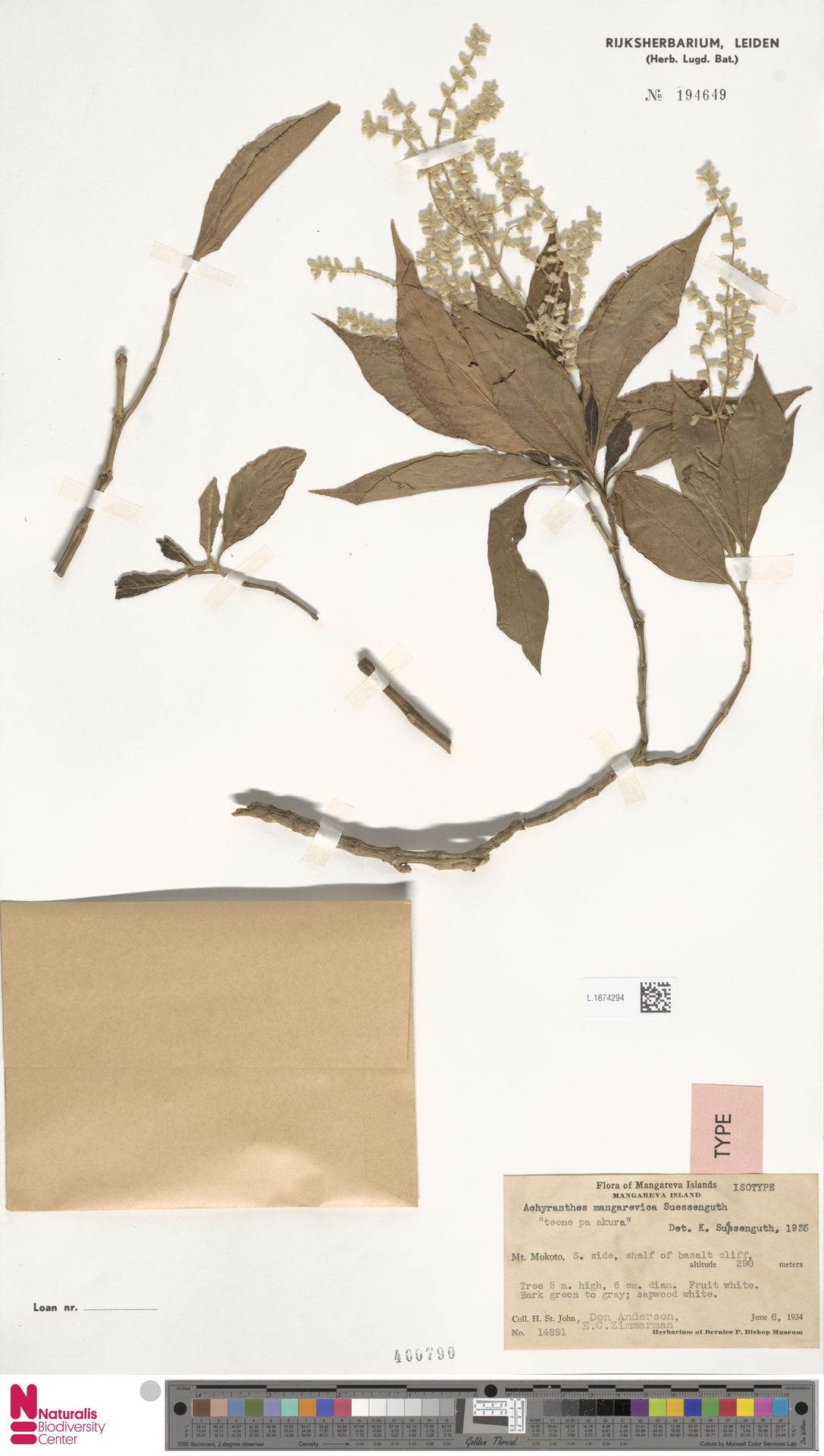 Achyranthes mangarevica Suess., een kleine boom alleen bekend van het eilandje Mangareva.