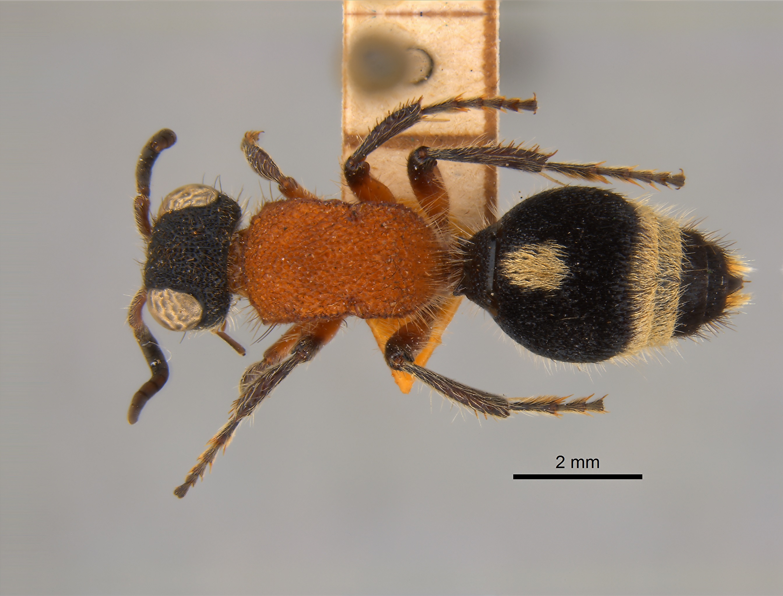 Zelfde beest maar dan van boven