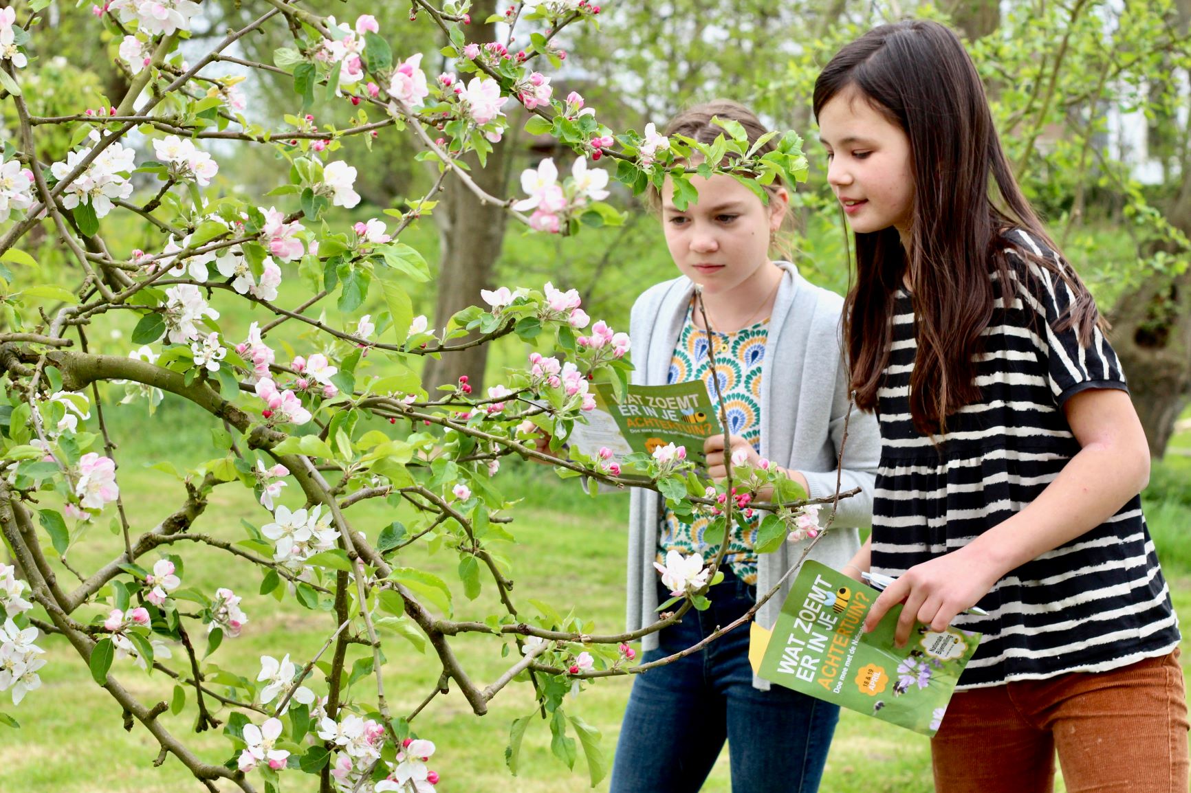 Jong en oud telde een recordaantal bijen dit zonnige weekend in hun tuin, moestuintje, op hun balkon of parkje in de buurt.