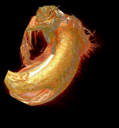 3D genitalia of a mosquito