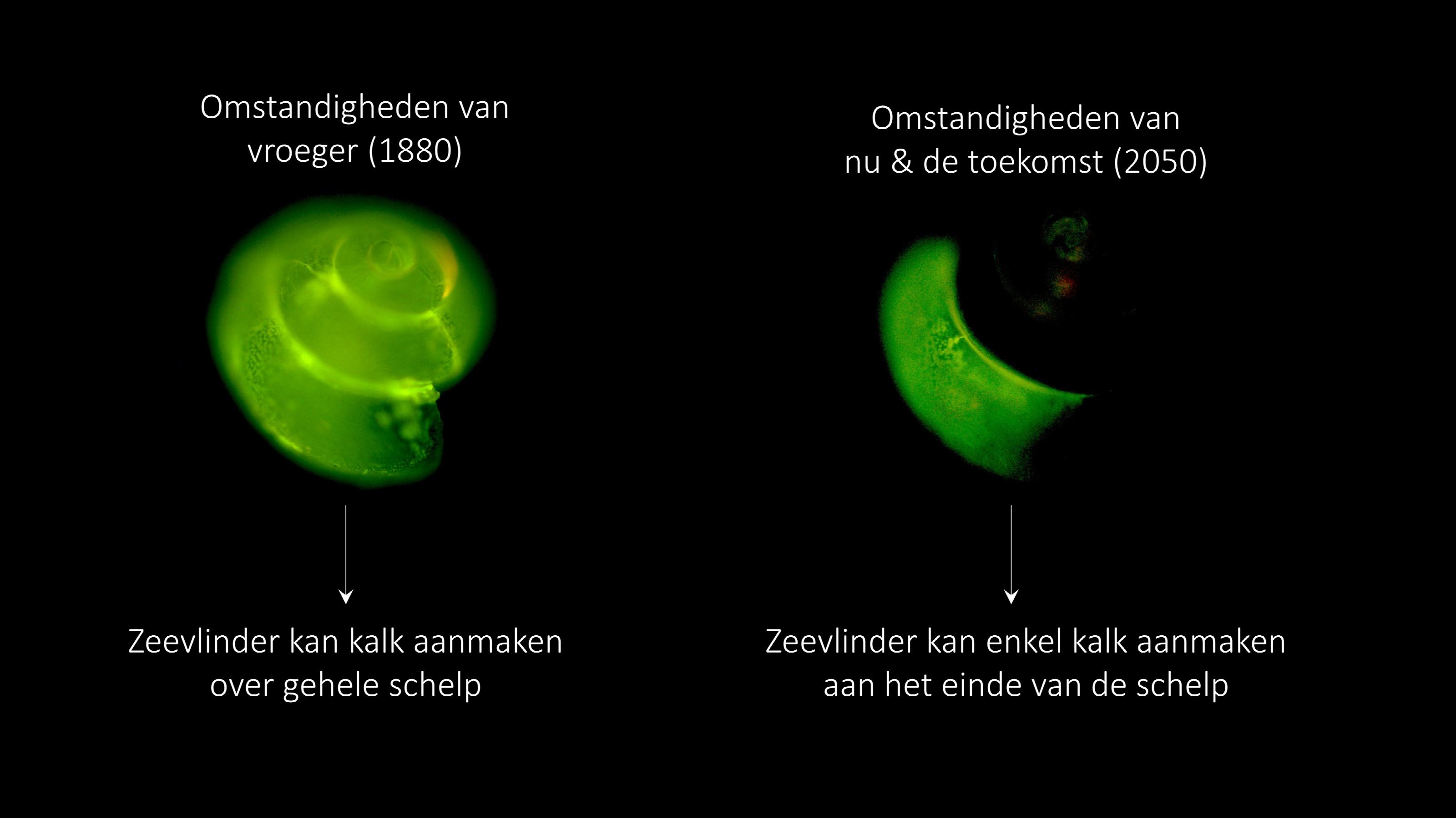 Het effect van oceaanverzuring op de schelpgroei van zeevlinders in de Zuidelijke Oceaan. Credits: Lisette Mekkes, Naturalis.