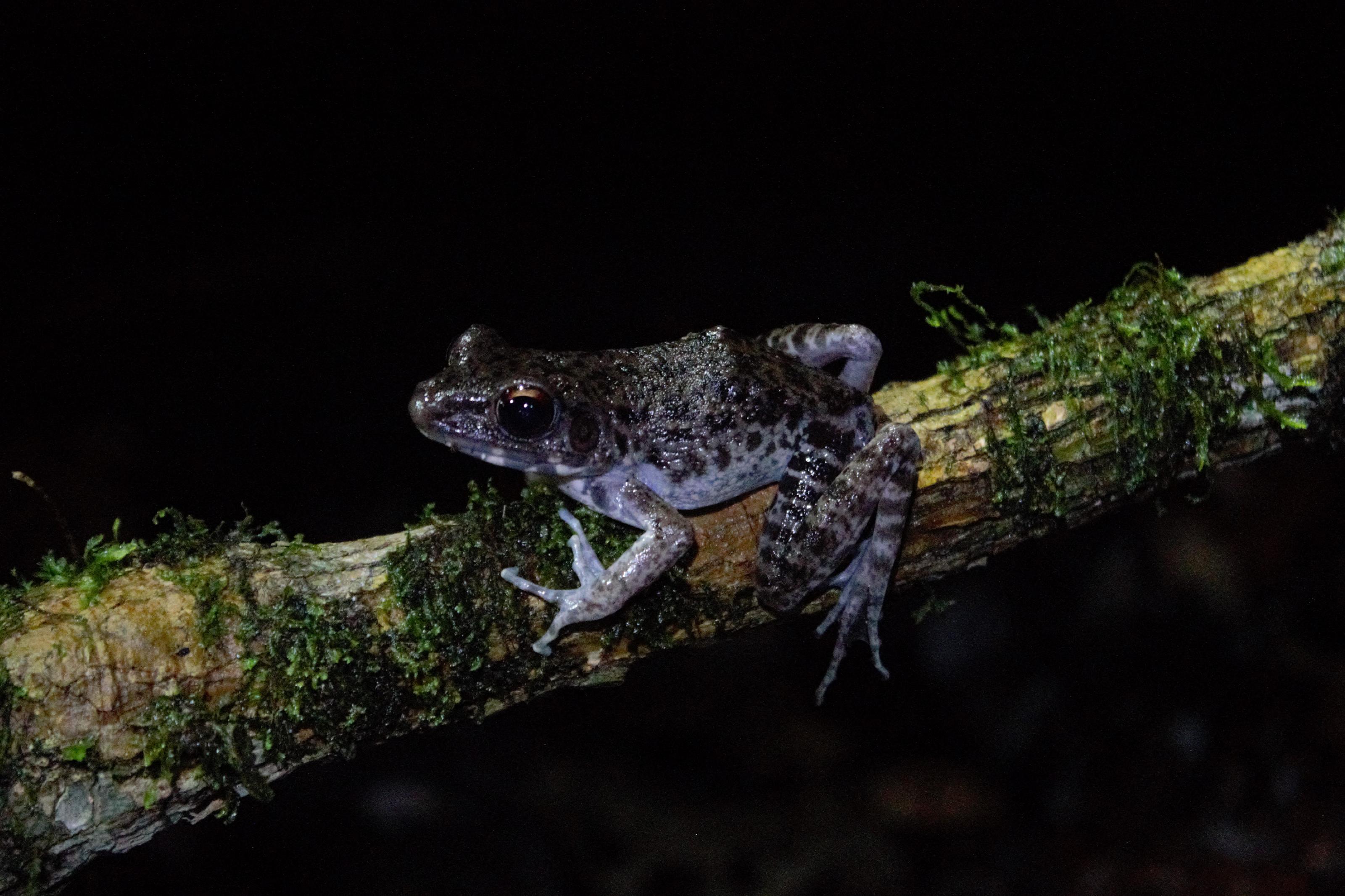 Kikker, een van de amfibieën van Borneo.