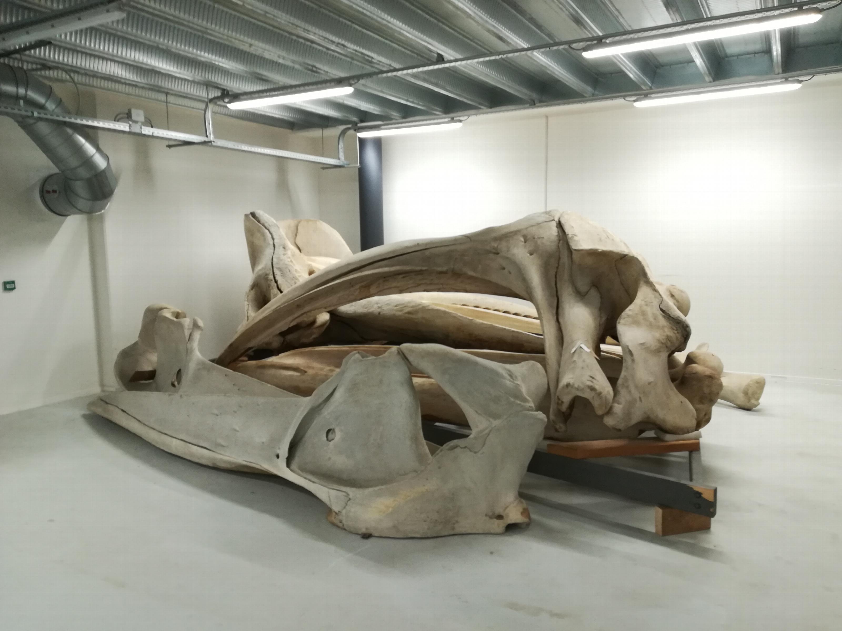 Vinvisschedel die al in de collectie van Naturalis zit