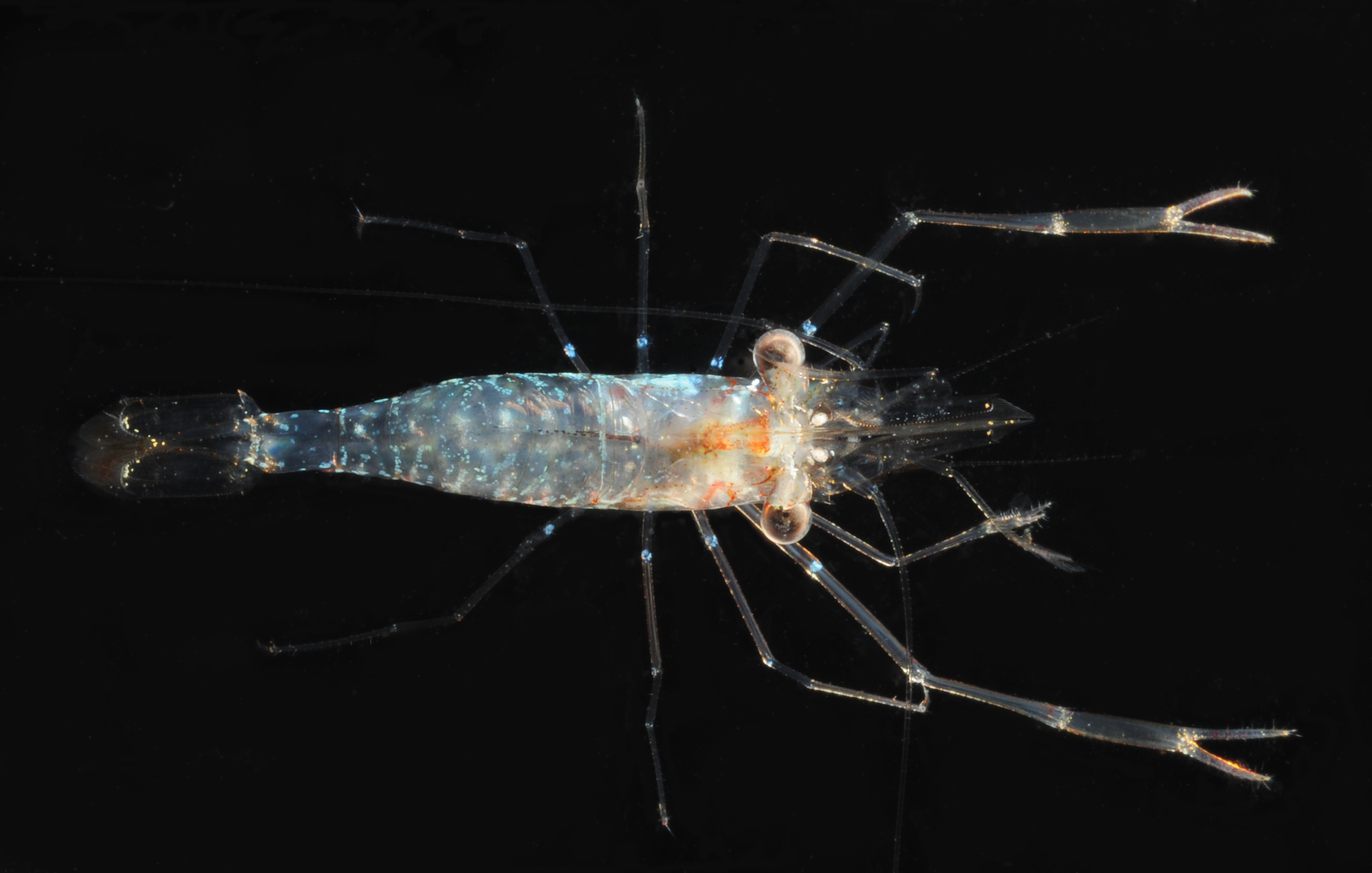 Cuapetes canariensis