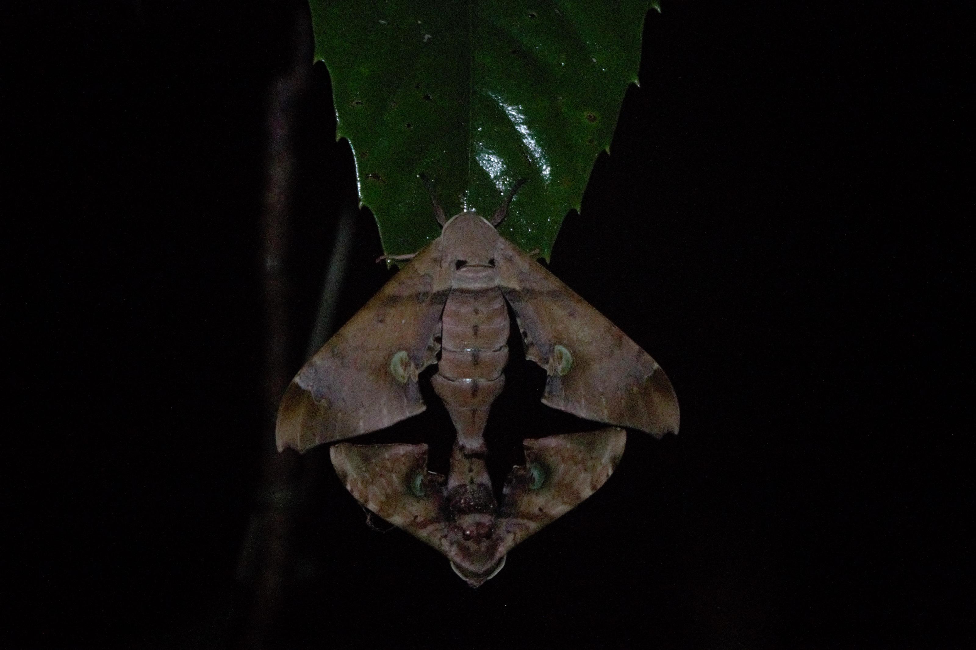 Parende motten diep in de nacht. (Foto: Amy Montanje)