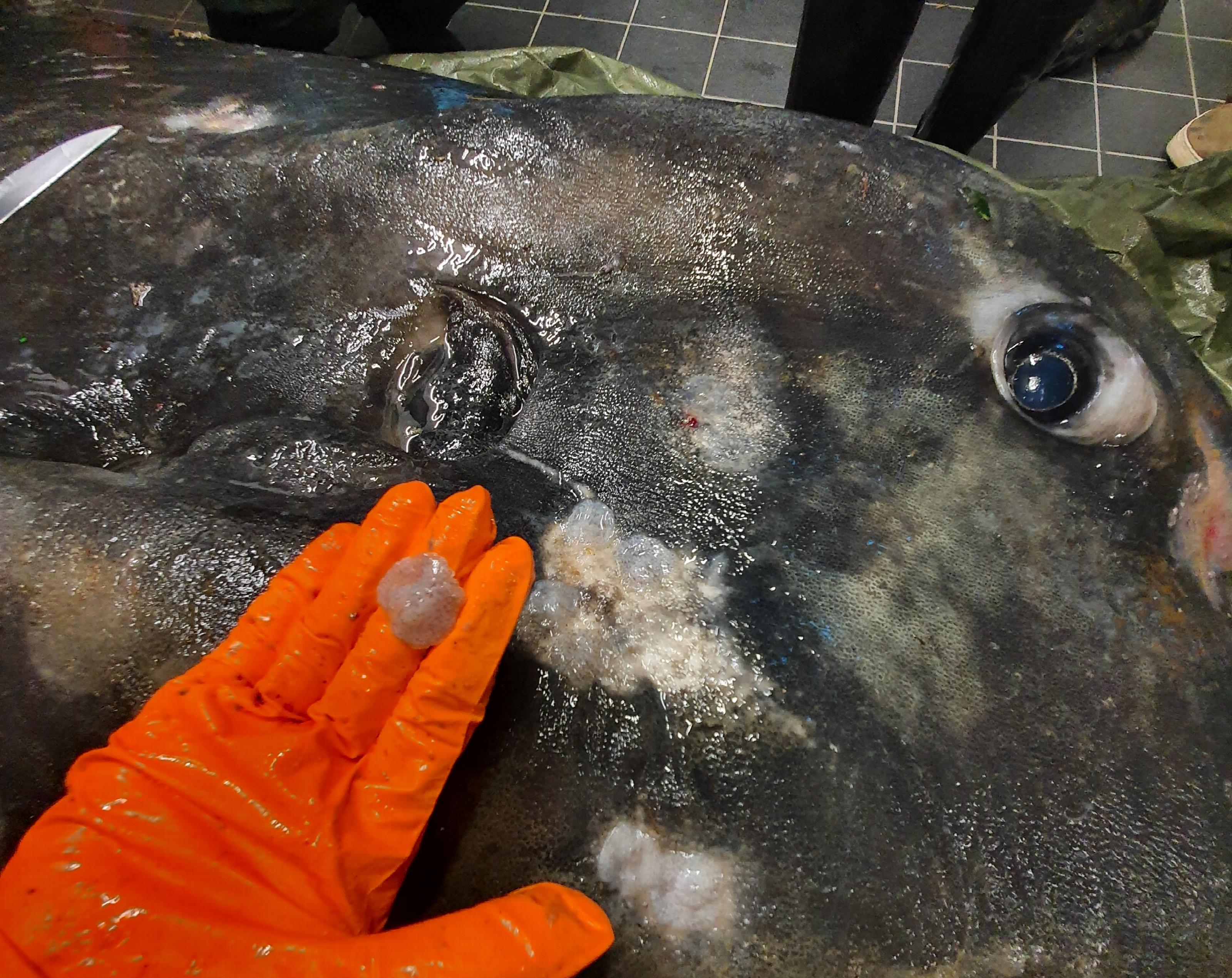 Platwormen op de Mola mola