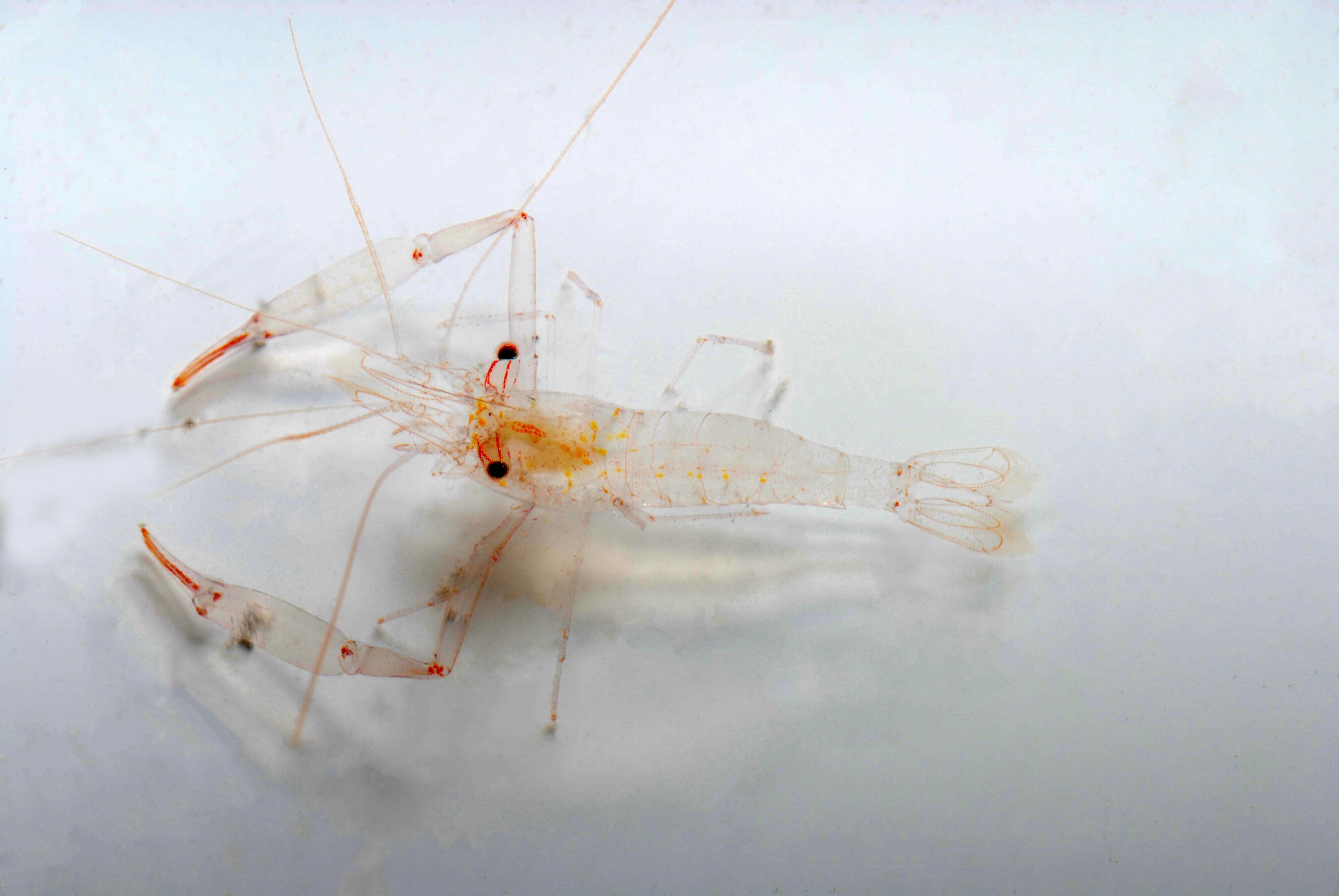 Palaemonella rubrolineata