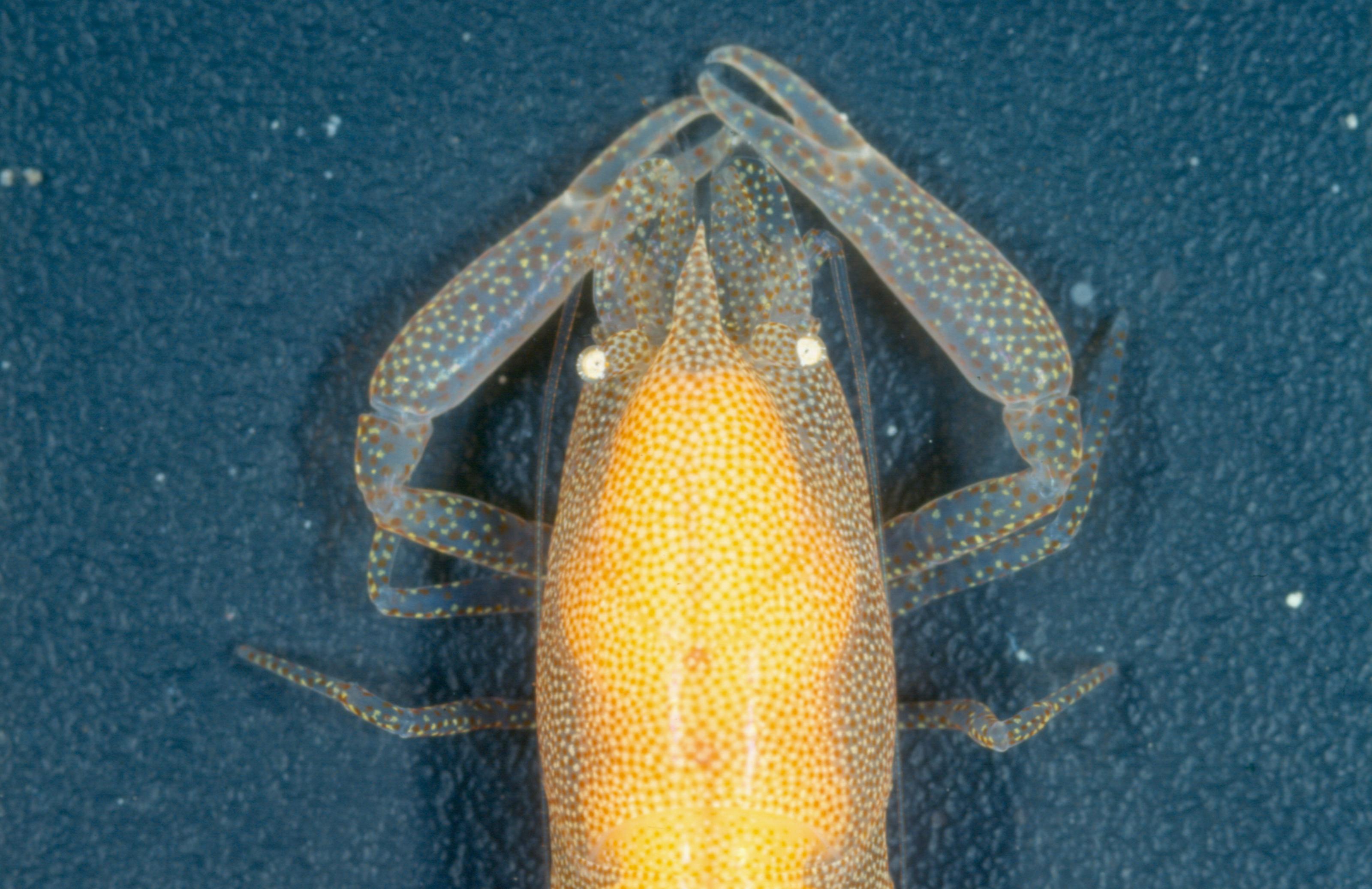 Tympanicheles ornatus is een soort binnen de Tympanicheles, de drummers. Hij leeft in steekmossels. Het trommelorgaan is te zien onder de microscoop (Bron: Charles Fransen)