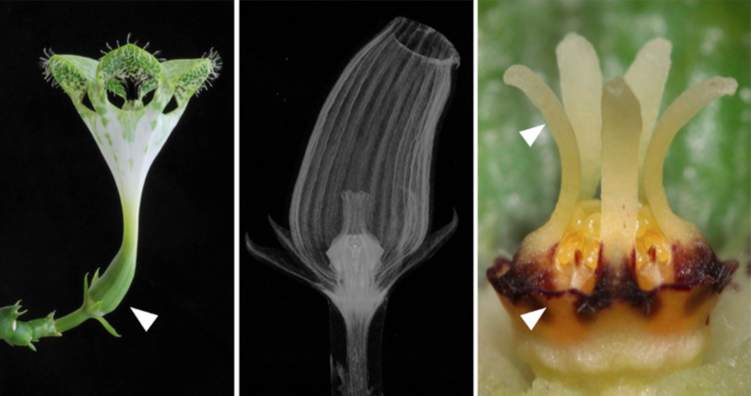 Bloem van de parachuteplant