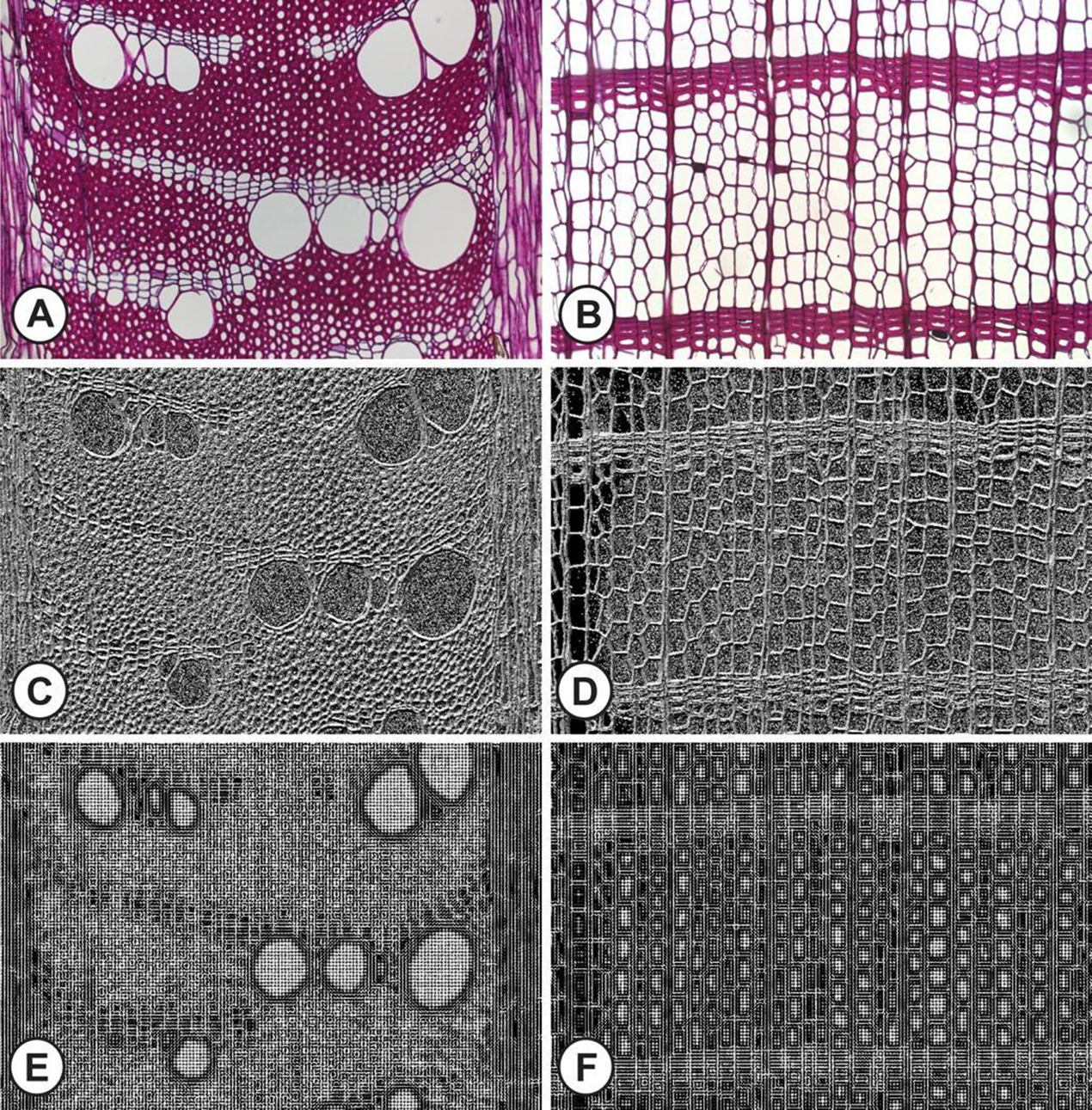 Originele gekleurde dwarsdoorsnedes van het hout van (A) Grevillea robusta en (B) Taxodium distichum, met visualisaties van enkele van de computergeëxtraheerde kenmerken (C-F) die helpen om de microscopische houtbeelden te identificeren tot op soortniveau (Bron: Naturalis)
