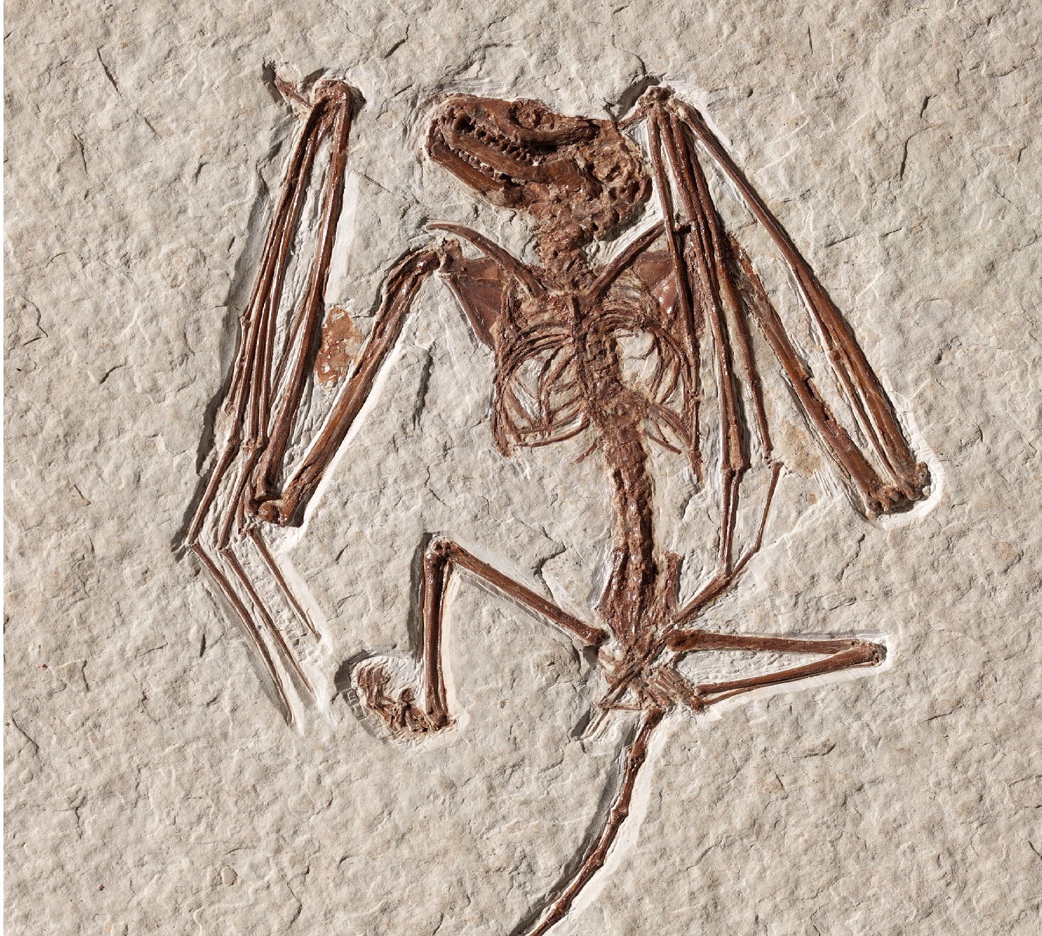 Een close-up van een ander fossiel van&nbsp;Icaronycteris gunnelli (credits:&nbsp;Royal Ontario Museum, Toronto)