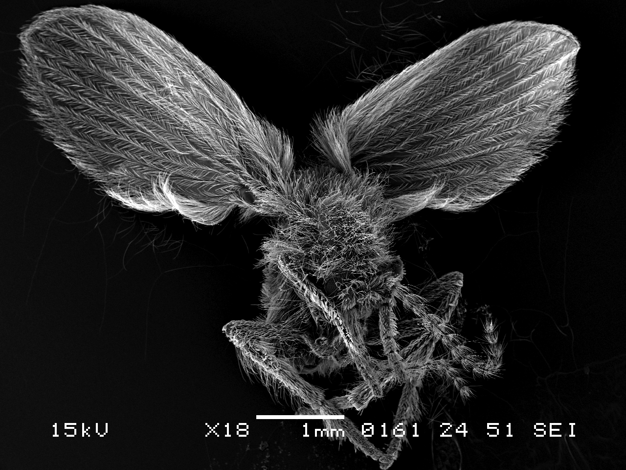 rioolvlieg overzicht