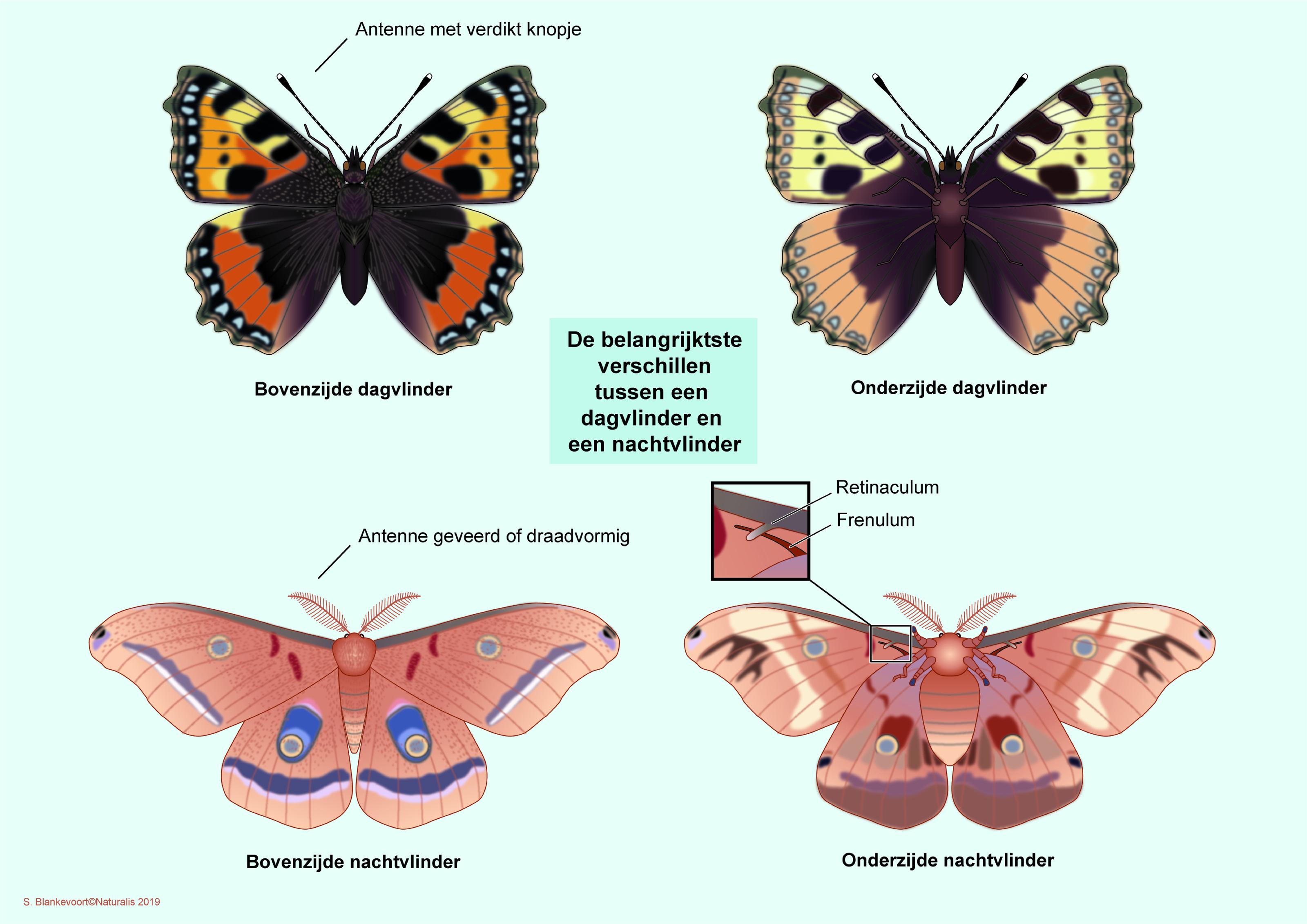 Dag- en nachtvlinders