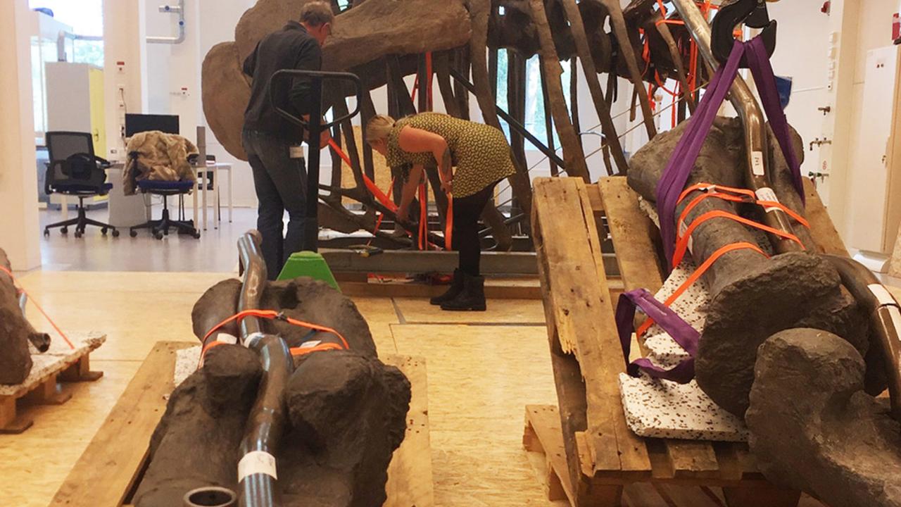 camarasaurus in stukjes