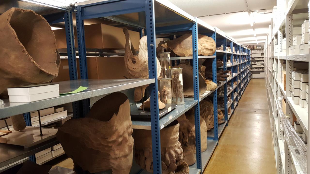 de droge sponzencollectie van Naturalis