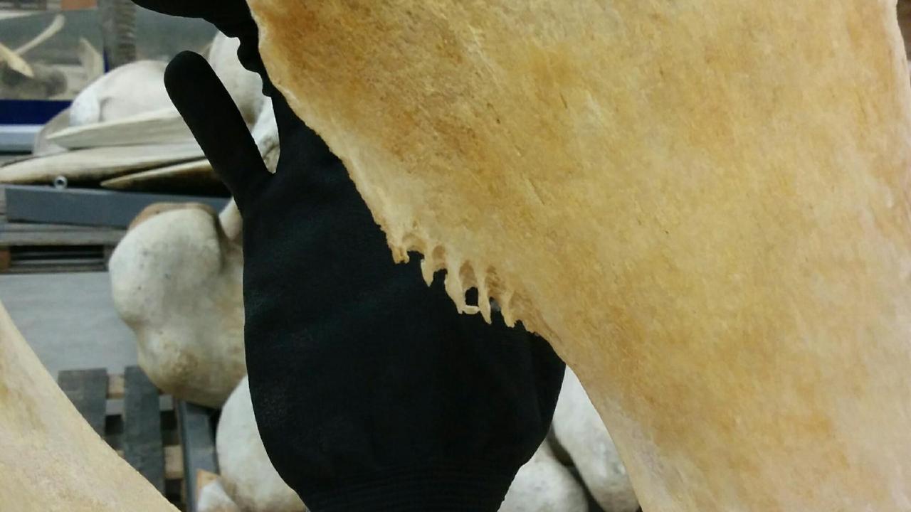 Vervormd bot van een Noordse vinvis