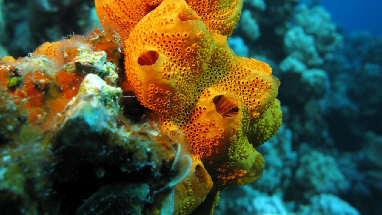 Add short description