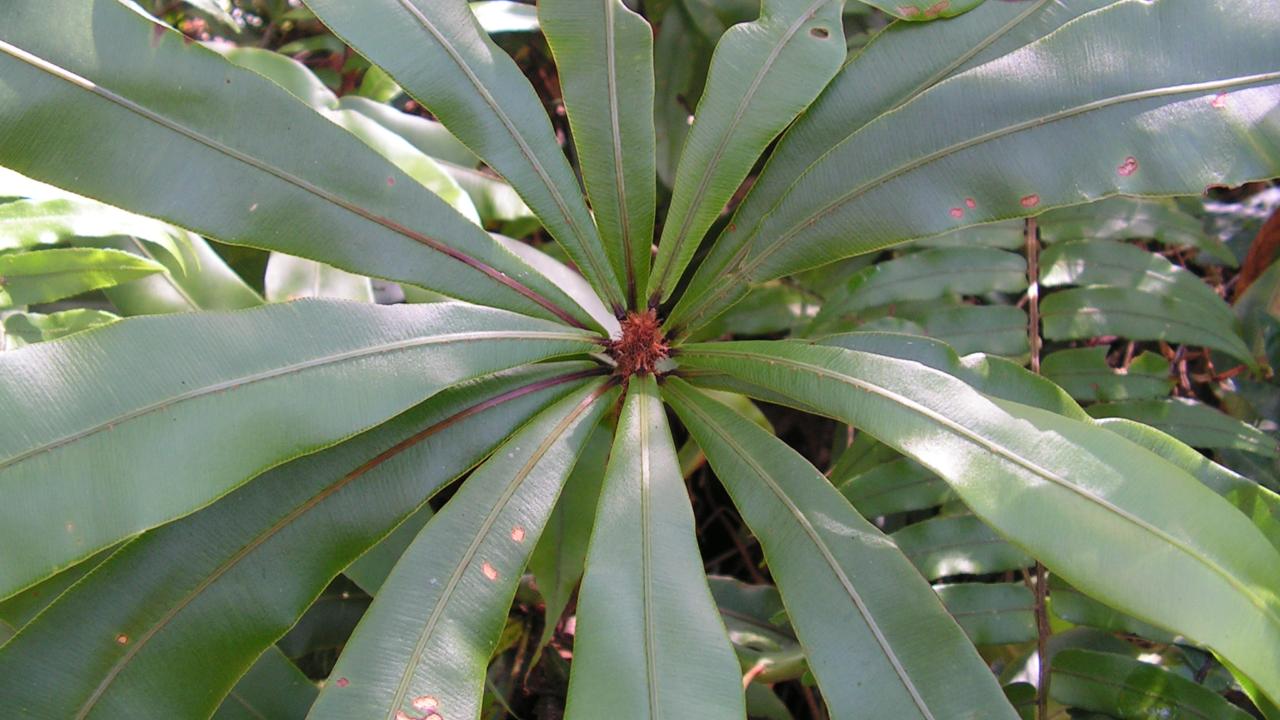 Oleandra neriifolia - one of the few ferns that have a shrubby habit