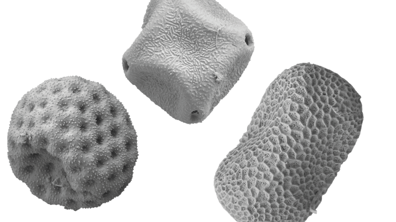 Pollen grains