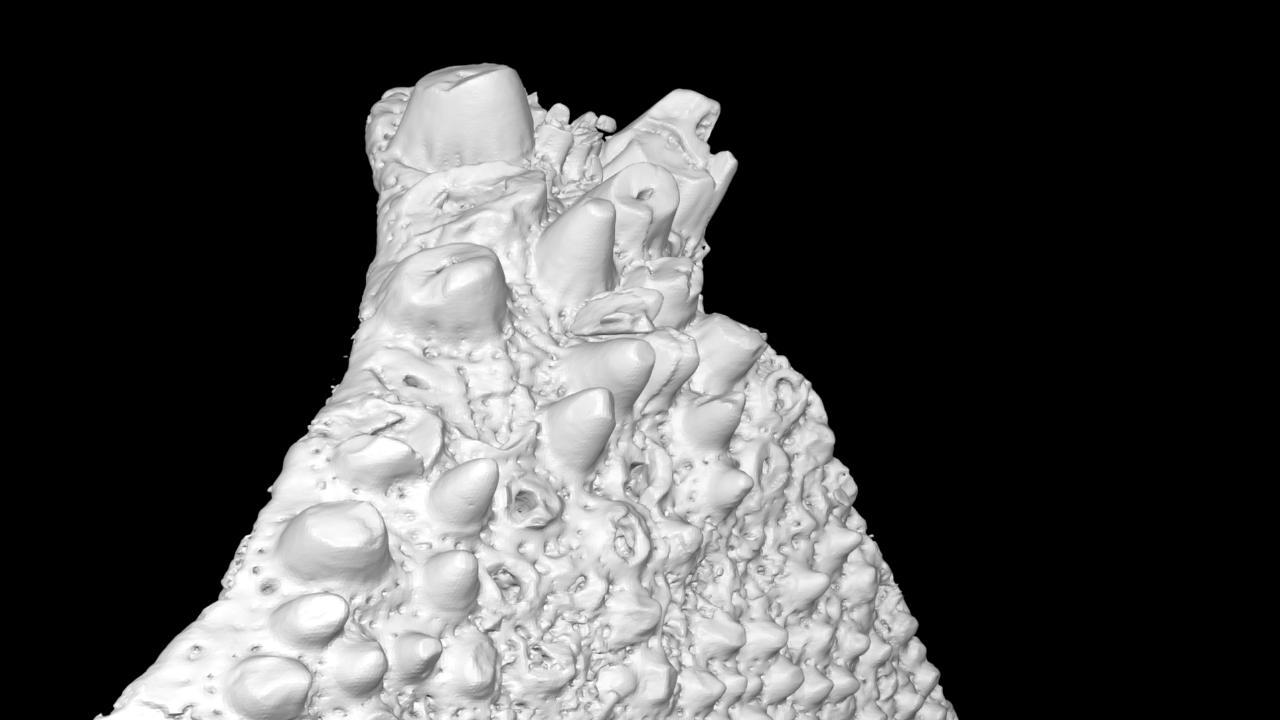 Scan of a tooth plate of a fossil fish