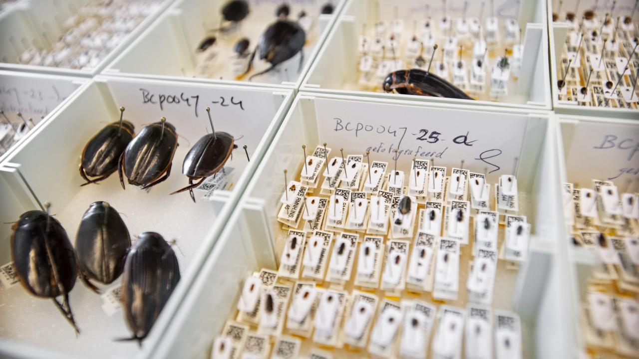 Water beetles