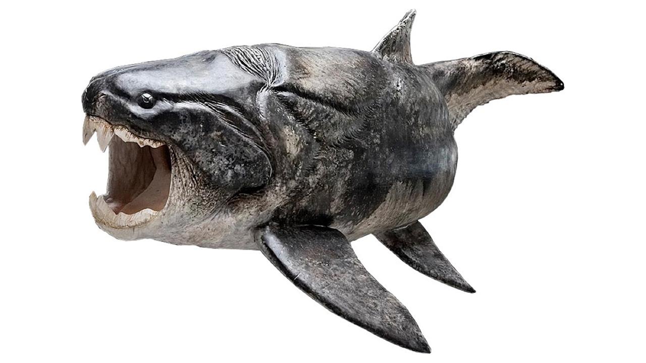 Martin Ruecklin Dunkleosteus terelli