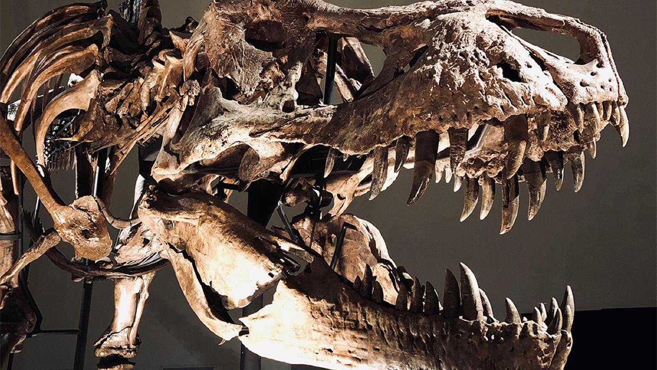 Indrukwekkende foto van T. rex Trix schedel in Dinotijd van Naturalis.