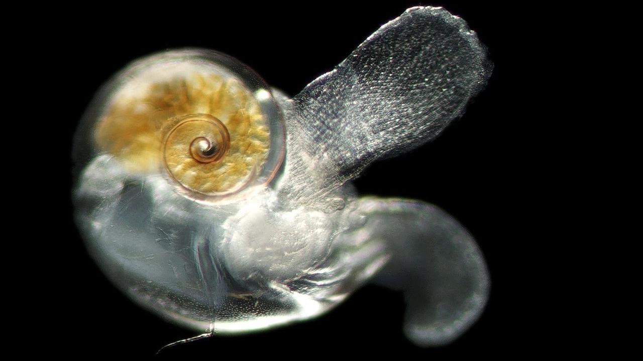 Planktonic gastropods