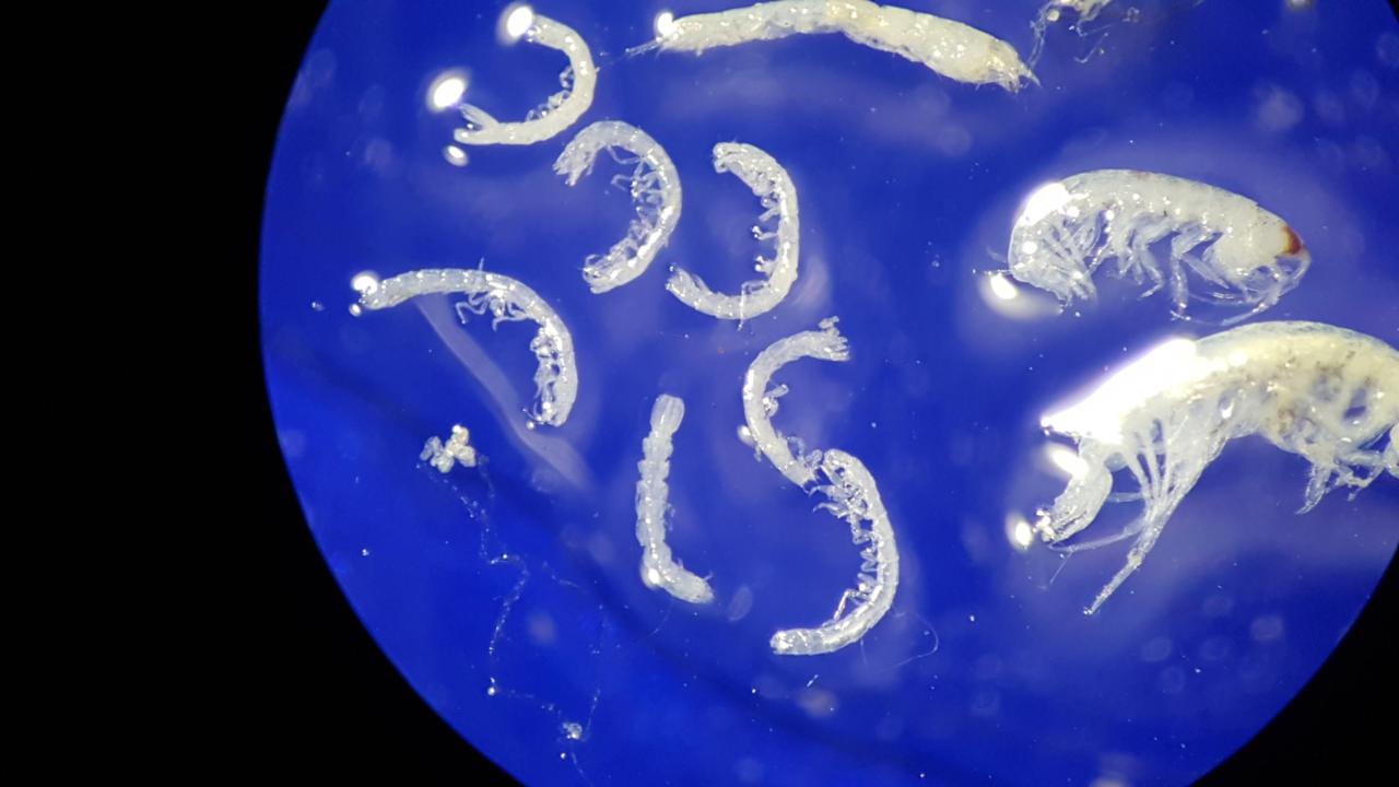 marine interstitial amphipods and isopods Curacao