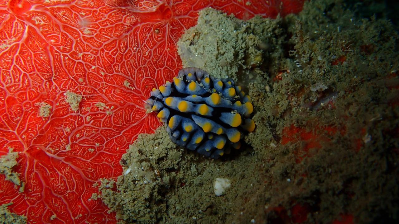 Naaktslak Phyllidia cf. coelestis bij een rode korstvormende spons