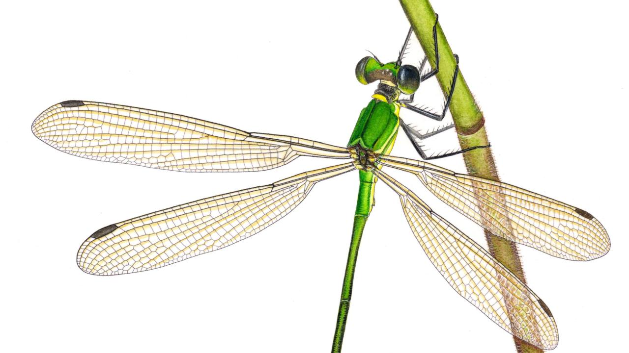 Libel Megalestes gyalsey