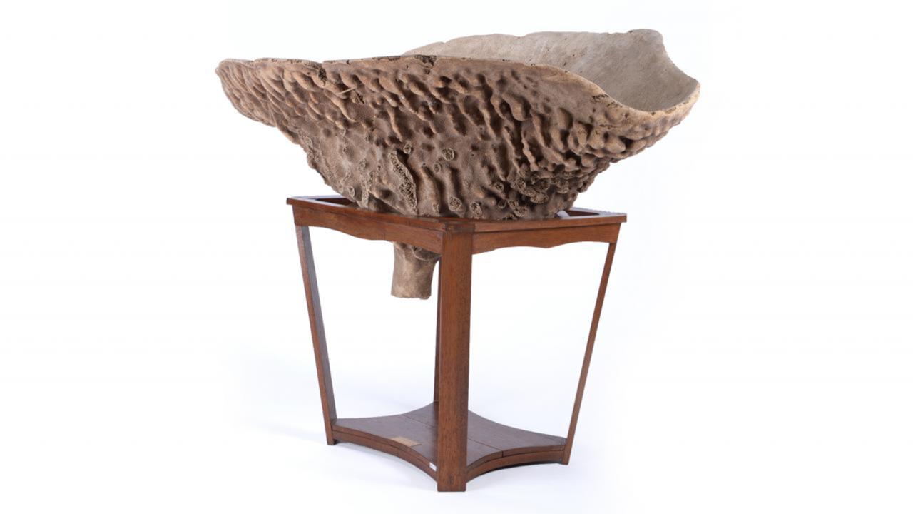 Neptunusbeker Naturalis