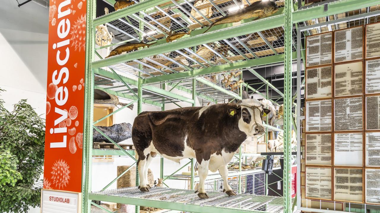 Stier Herman in LiveScience