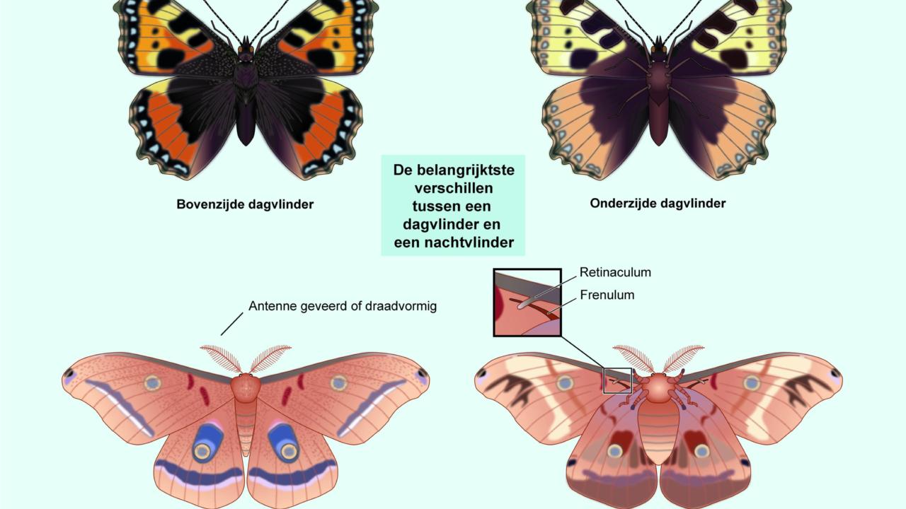 Verschil dag- en nachtvlinder