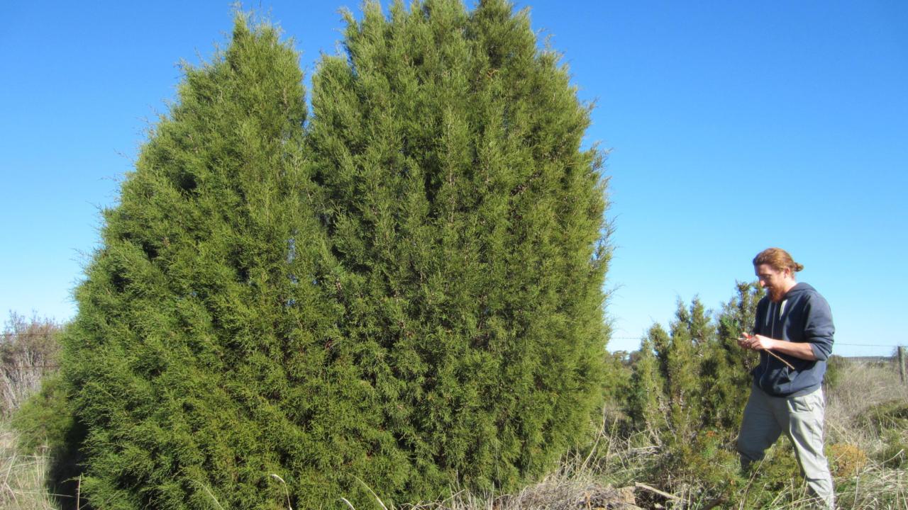 Verzamelen van Callitris in Western Australia