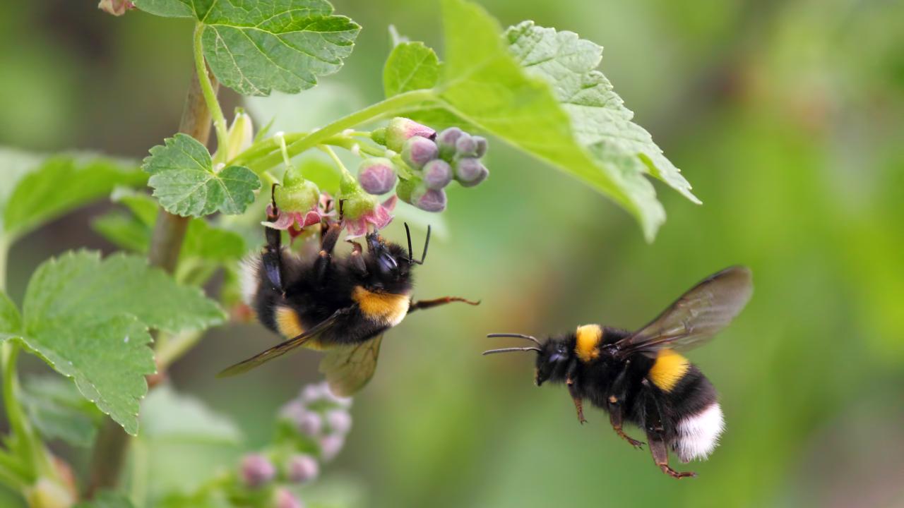 Bombus terrestris