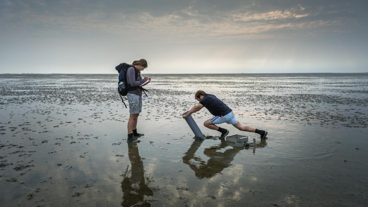NIOZ Wadden Sea