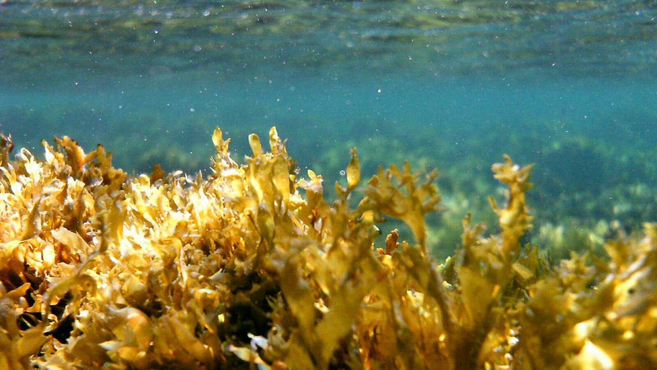 Dictyotales in the mediterranean sea