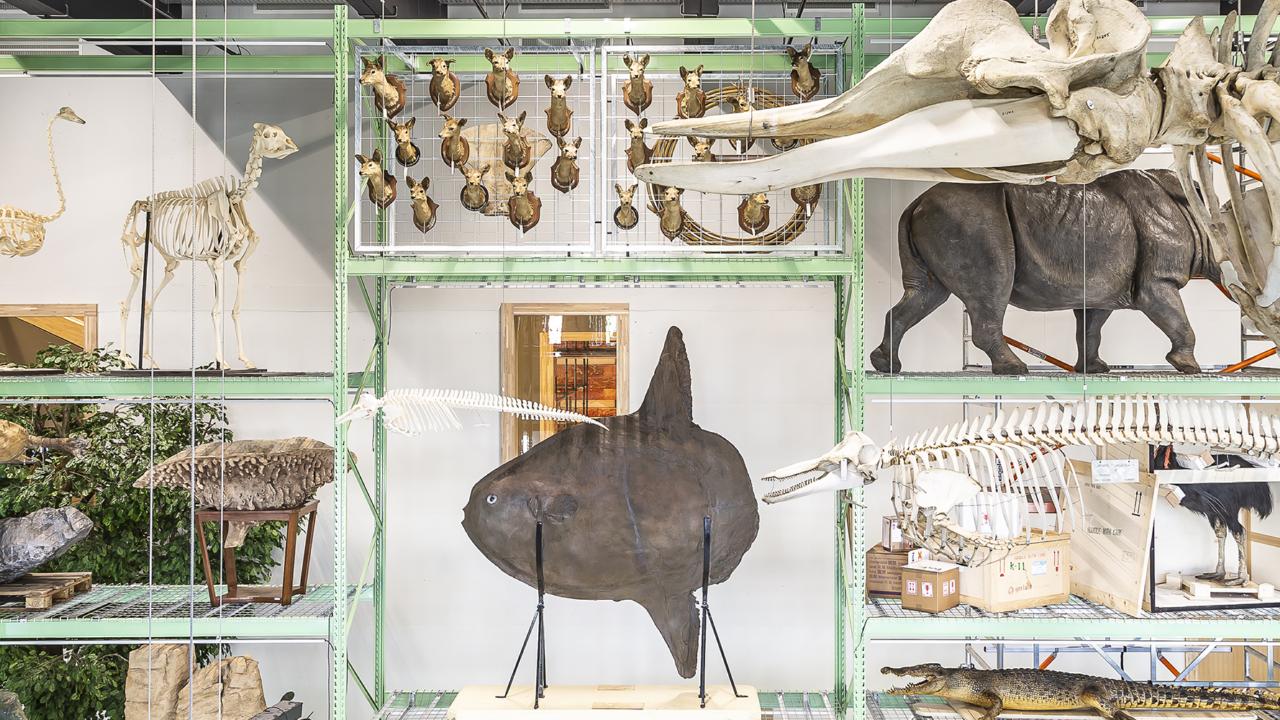 Maanvis in LiveScience