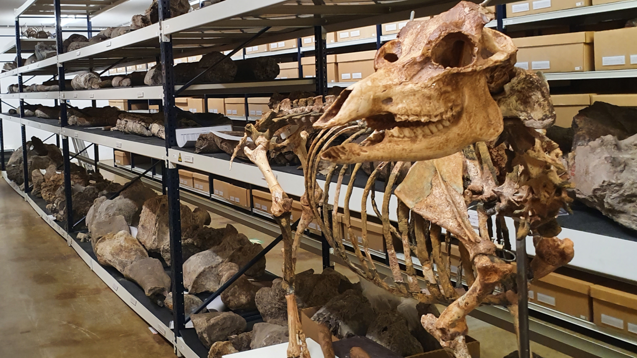 Klein deel van de collectie Dubois. Schildpadschilden, olifantenschedels, herten