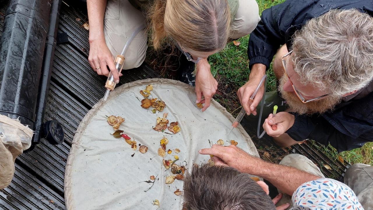 sorting out the "catch of the day" by the leaf blower