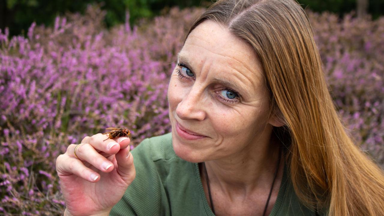 With a European hornet (Vespa crabro)