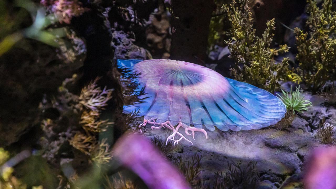 Exhibit in zaal Evolutie