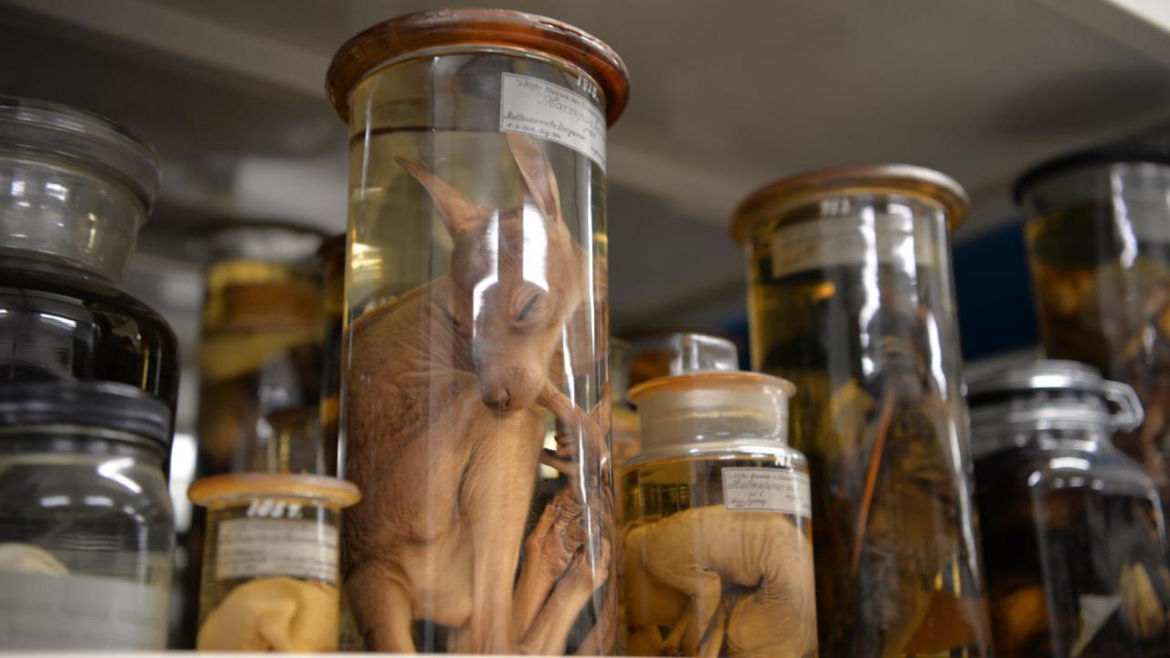 Young kangaroo specimen