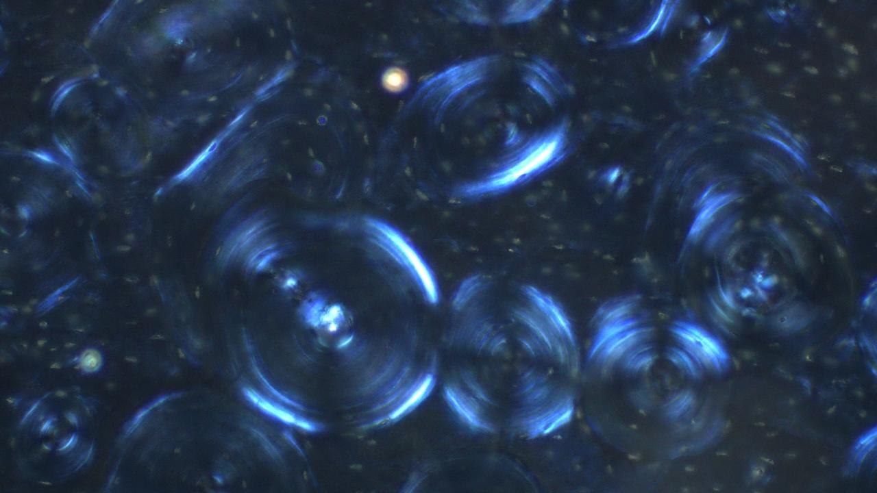 Secondary osteons in fossil deer rib.