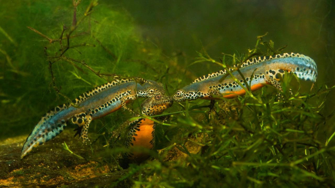 Twee alpenwatersalamander mannetjes omringen een vrouwtje en proberen haar in het water te verleiden tijdens de paartijd. Foto door Michael Fahrbach.
