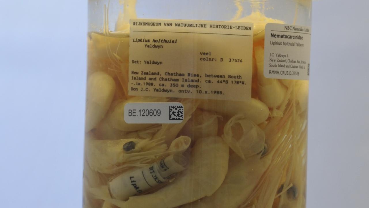 Pot gekookte garnalen. Daar hoort een heel verhaal bij dat hier niet past.