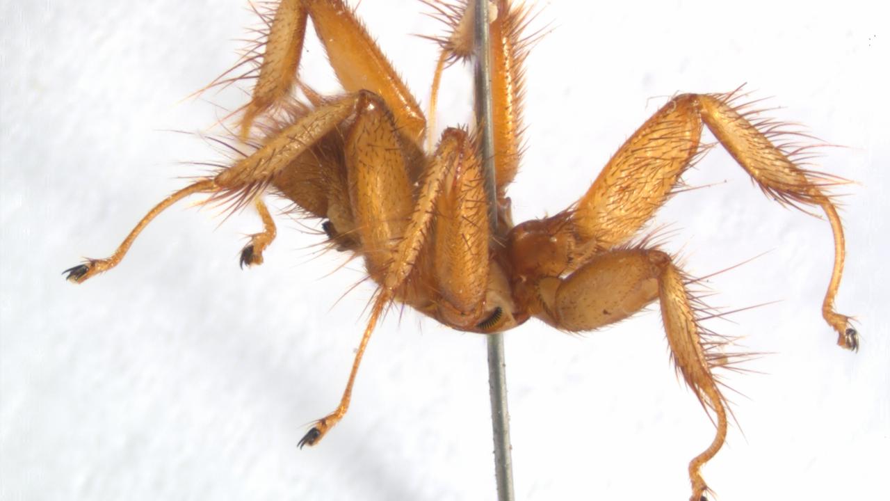 Vlieg zonder vleugels (Penicillidia dufourii)