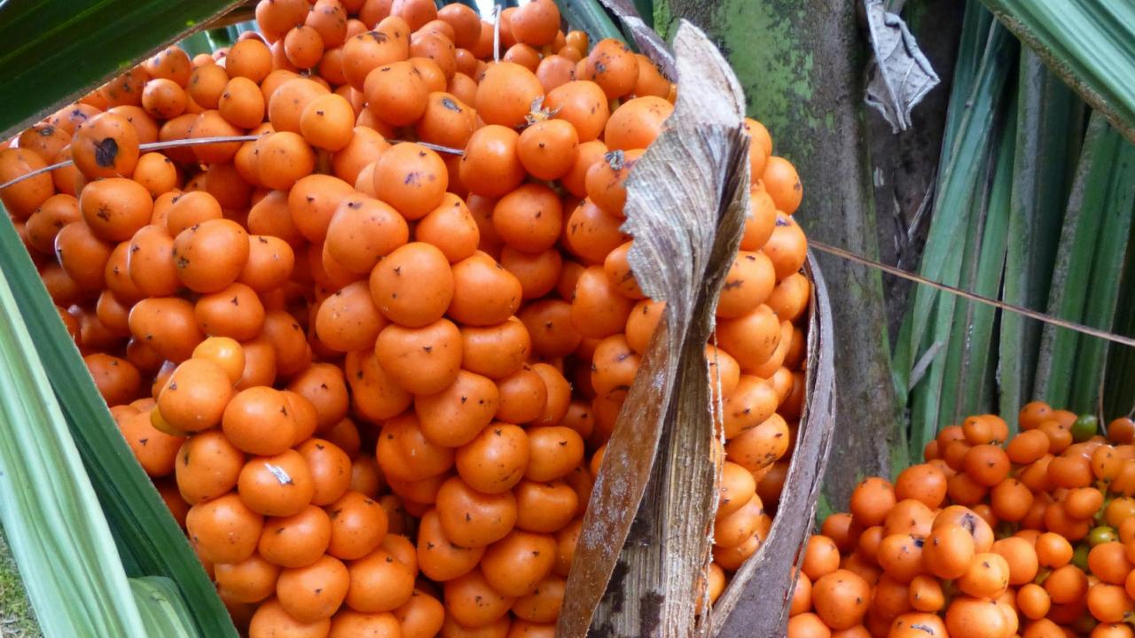 Vrucht aan een palm; Ravenea dransfieldii